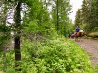 durch Hallormstadur & Nationalpark