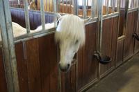 100 Pferdehof Flugumyri