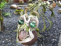 Ein etwas anderer Kamerad in Petras Steinhaus