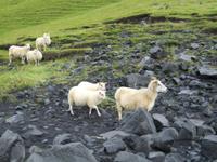 Schafe laufen auf Island überall frei herum