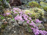 Wilden Thymian findet man überall auf Island!