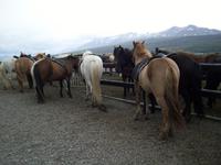 Die Islandpferde warten geduldig auf den Ausritt mit uns