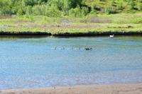 Thingvellir Nationalpark
