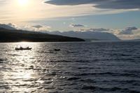 Walsafari auf dem Eyjafjörður