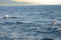 Walsafari auf dem Eyjafjörður