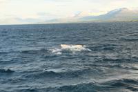 Walsafari auf dem Eyjafjörður