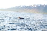 Walsafari auf dem Eyjafjörður