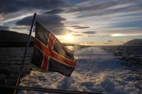 Walsafari auf dem Eyjafjörður