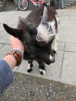 unsere neugierige Ziege