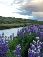 Lupidenfelder im Svartiskogur 