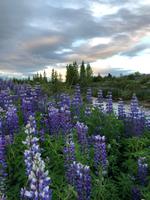 Lupidenfelder im Svartiskogur 
