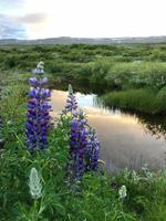 Lupidenfelder im Svartiskogur 
