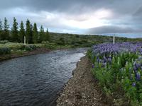 Lupidenfelder im Svartiskogur 