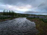 Lupidenfelder im Svartiskogur 