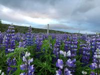 Lupidenfelder im Svartiskogur 
