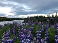 Lupidenfelder im Svartiskogur 