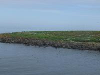 Papageientaucher-Insel