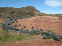 Alaskalupine soweit das Auge reicht