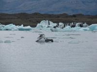 Manche sahen sogar aus wie riesige Enten