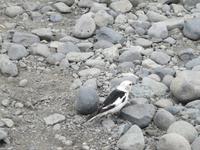 Isländische Spatzen ;-)