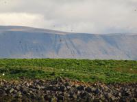 Viele Papageientaucher auf ihrer Brutinsel