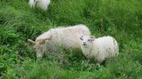 178_Spaziergang entlang dem Mückensee mit Pseudokratern - Schäfchen