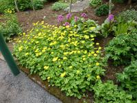 Botanischer Garten in Akureyri