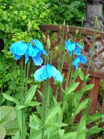 Island - Stöðvarfjörður, Petras Steinhaus 