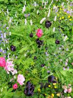 Island - Stöðvarfjörður, Petras Steinhaus 