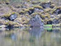 Vogelleben in Ãsbyrgi