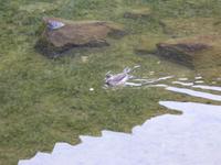 Vogelleben in Ãsbyrgi