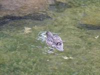 Vogelleben in Ãsbyrgi