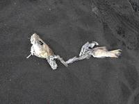 Island - tote Vögel am Lavastrand 