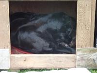 Hundemama mit Welpen an unserem Hotel