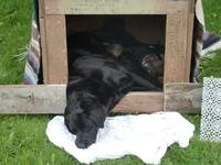 Hundemama mit Welpen an unserem Hotel