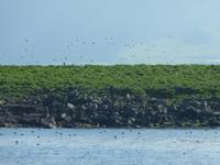 Papageientaucher-Insel