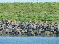 Papageientaucher-Insel
