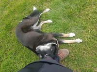 Pferdehof Lytingsstadir