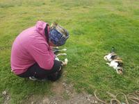 Pferdehof Lytingsstadir