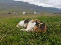 Pferdehof Lytingsstadir