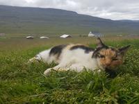 Genießer auf dem Pferdehof Lytingsstadir