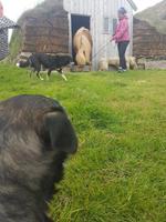 Pferdehof Lytingsstadir