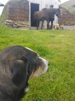 Pferdehof Lytingsstadir