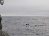 Walbeobachtung - Akureyri