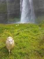 Wasserfall Seljalandsfoss
