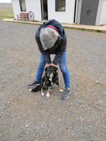 Island - Pferdehof Lýtingsstaðir