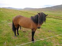 Island - Pferdehof Lýtingsstaðir 