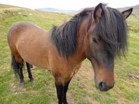 Island - Pferdehof Lýtingsstaðir 