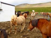 Island - Pferdehof Lýtingsstaðir 