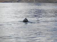 Island - Fjord Eyjafjördur - Walbeobachtungstour 